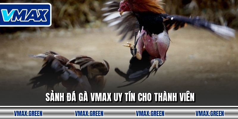Sảnh đá gà VMAX uy tín cho thành viên